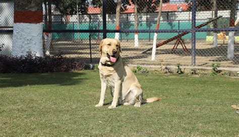 Indian Custom K9 - K9 Breeds