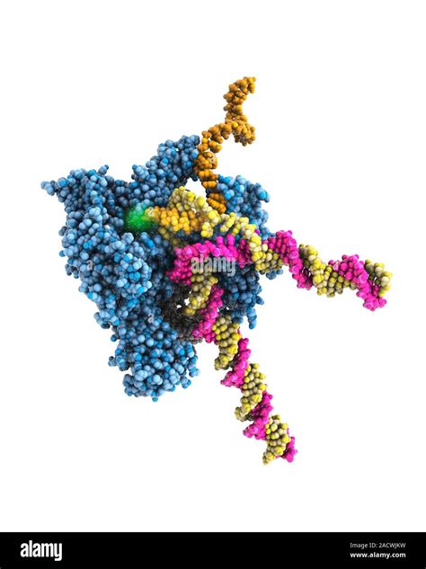 RNA polymerase II. Molecular model showing the structure of the enzyme ...