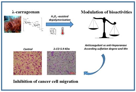 λ-Carrageenan Oligosaccharides of Distinct Anti-Heparanase and ...