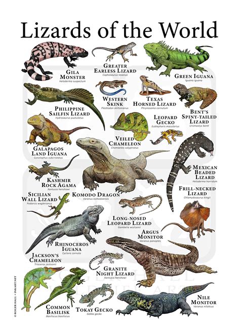Types Of Lizards Animal Facts And Information