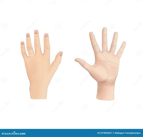 Back Of Fist Drawing