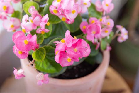 What Conditions Do Begonias Like at Arthur Poulsen blog