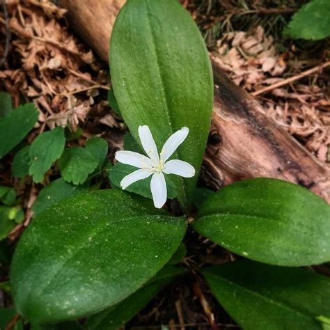 Flowers Liliaceae Family Plants