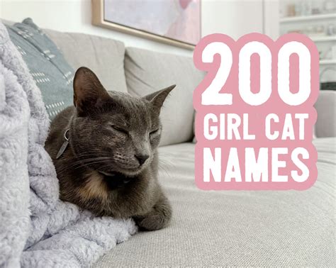 Girl Cat Names: 200 Ideas + Naming Tips | Young House Love
