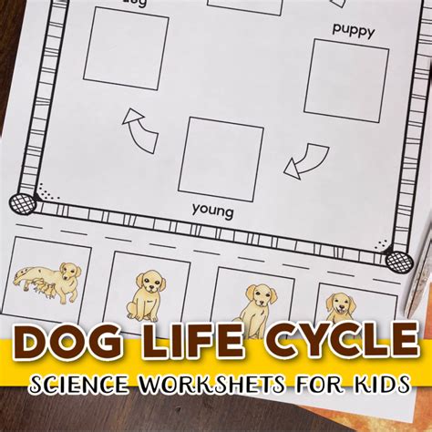 Printable The Life Cycle of a Dog Worksheets