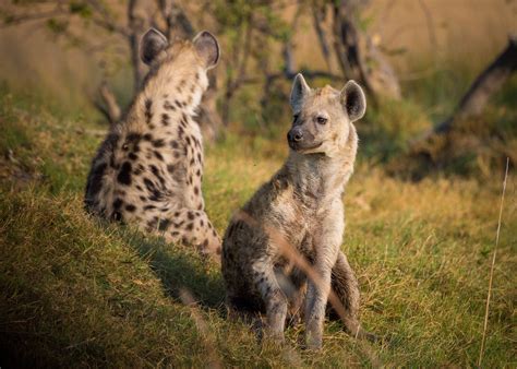 Hyenas: More Than Just Scavengers? Prepare to Be Surprised