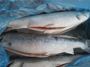 批发供应冷冻三文鱼整条挪威智力三文鱼大西洋鲑鱼料理食材供应-阿里巴巴
