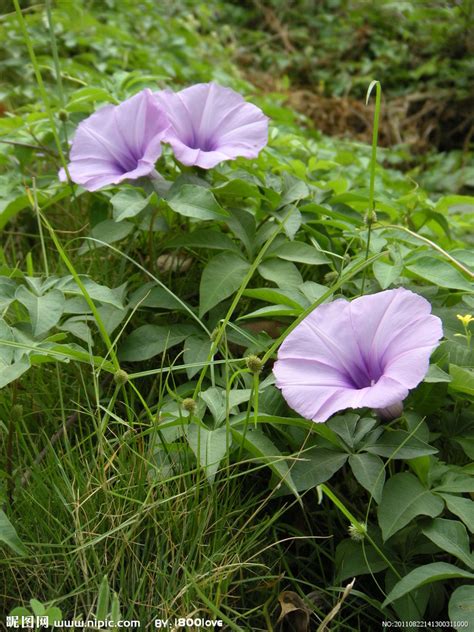 牵牛花品种大全 牵牛花常见品种有哪些？-花卉百科-中国花木网