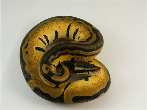 Image result for D Stripe Ball Python