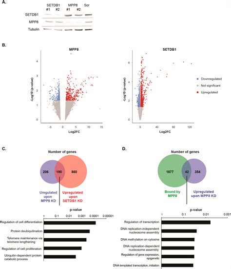 The H3K9 Methylation Writer SETDB1 and its Reader MPP8 Cooperate to ...