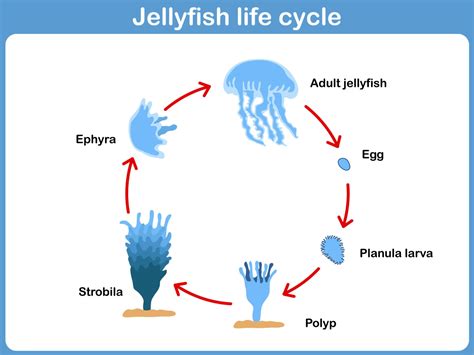 Food Chain Of A Jellyfish at James Schofield blog