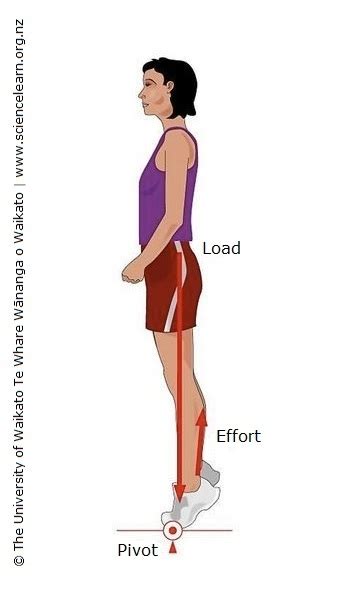Image result for Tip Toe Exercise