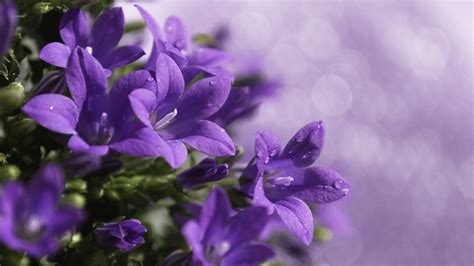 Purple Flower Background (66+ images)