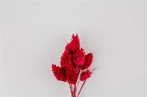 Branch of red dry spikelet on white background | Premium Photo