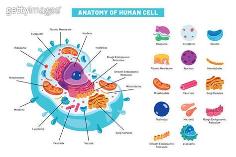 Inside Cell 的图像结果
