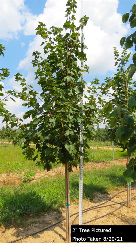 Flash Fire Maple Tree Problems 的图像结果