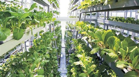 Vertical Farming: Future Farming – Technical Today