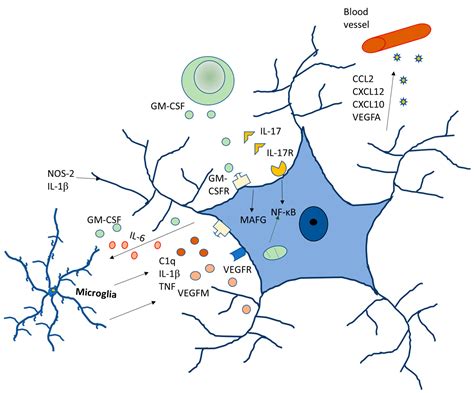 Functions of Astrocytes under Normal Conditions and after a Brain Disease