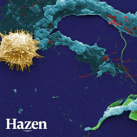 Hazen and Sawyer on LinkedIn: In this month’s issue of Horizons ...