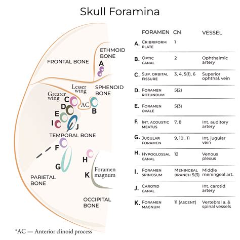 Foramen Ovale Skull Base