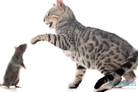 辟谣：猫捉老鼠是为了补充牛磺酸？你以为猫个个都是生物学专家？|捉老鼠|猫|辟谣_新浪新闻