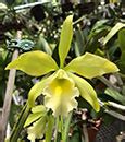 Cattleya