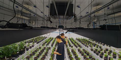 Image result for Humidity Grow Tent