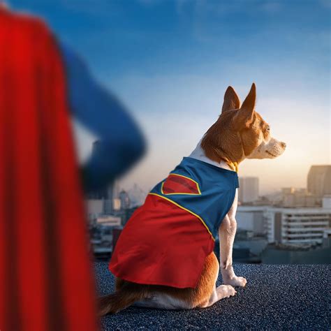 Superman Dog Outfit