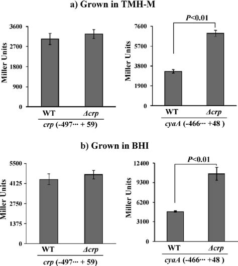 Image result for Alpha Complementation LacZ Assay