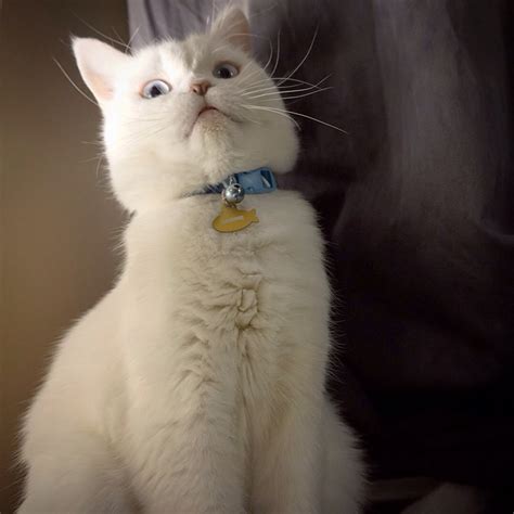 Funny cats - part 159 (40 pics + 10 gifs) | Amazing Creatures