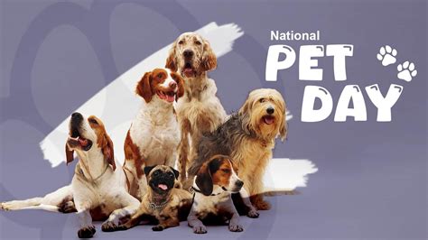 National Pet Care for All Day 2024 (US): Activities, History, FAQs, and ...