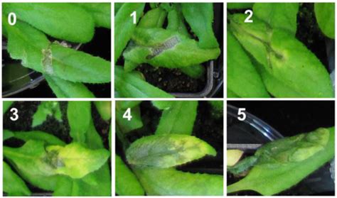 Interplay between Coumarin Accumulation, Iron Deficiency and Plant ...