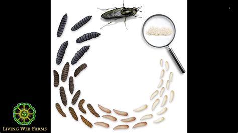 Stunning Facts About the Maggot Phase in the Life Cycle of a Fly - Web ...