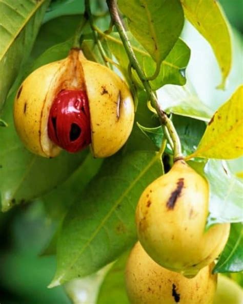 Nutmeg Plant, Jaiphal Plant, Jaifal, जायफल का पौधा, Javitri, Jaifall ...