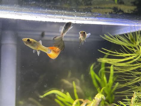 Does anyone know the sex of these 3 guppies? : r/Fish