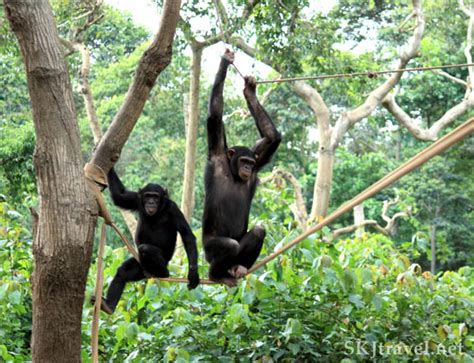 Chimp Using Fire 的图像结果