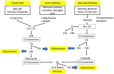 Classical Complement Pathway 的图像结果