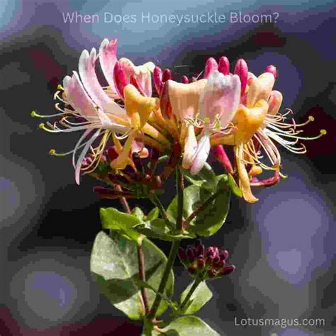 When, How long & What Month Honeysuckle Bloom? (Answered)