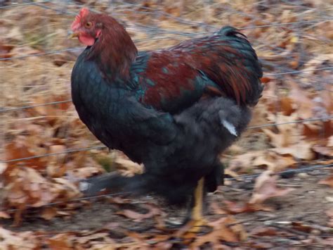Our Partridge Cochin Rooster, Coachin :) | BackYard Chickens - Learn ...