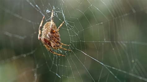 Barn Spider Animal Pictures | A-Z Animals