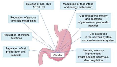 Contribution of Ghrelin to the Pathogenesis of Growth Hormone Deficiency