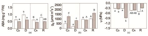 Leaf Soluble Sugars and Free Amino Acids as Important Components of ...