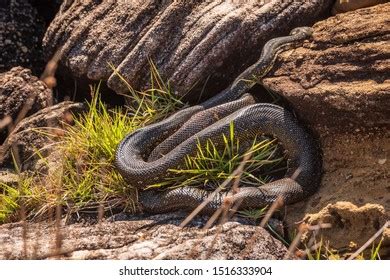 Image result for Australian Diamond Python