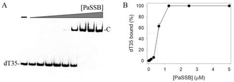 IJMS | Special Issue : Mechanisms of DNA Replication Fork Progression ...
