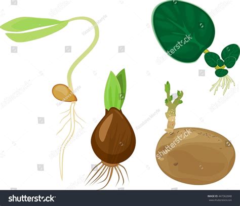 Image result for Vegetative Reproduction Potato