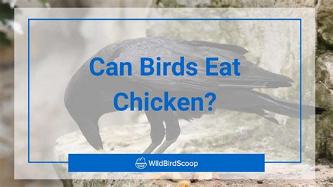 What Birds Eat Chickens? Identifying Poultry Predators