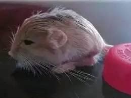 [动物] 新疆发现世界最小跳鼠（双语）