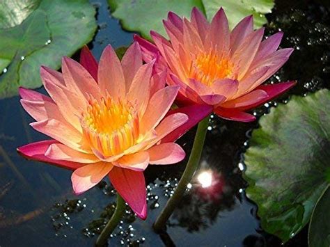 Creative Farmer Orange Lotus Flower Seeds (Pack of 10) : Amazon.in ...
