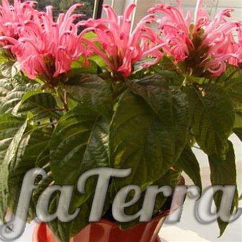 Якобиния или юстиция: уход в домашних условиях с фото | faterra.com