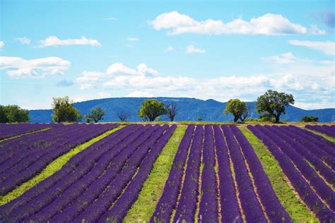 全球最美的薰衣草 七八月走进普罗旺斯(2)_行摄频道-蜂鸟网